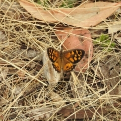 Geitoneura klugii (Marbled Xenica) at Brindabella, NSW - 21 Jan 2018 by Qwerty