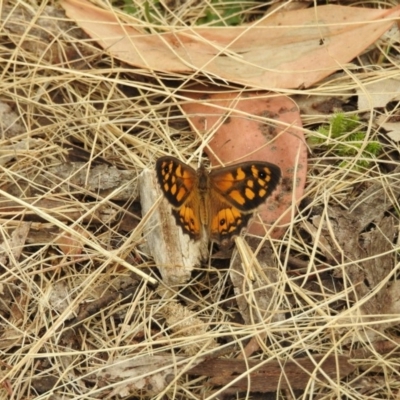 Geitoneura klugii (Marbled Xenica) at Bimberi Nature Reserve - 21 Jan 2018 by Qwerty