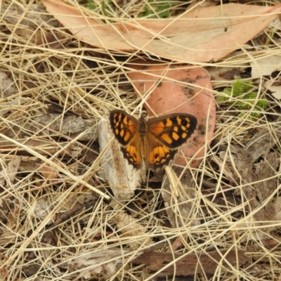 Geitoneura klugii (Marbled Xenica) at Brindabella, NSW - 22 Jan 2018 by Qwerty