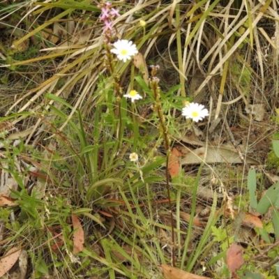Unverified Daisy at Brindabella, NSW - 22 Jan 2018 by Qwerty