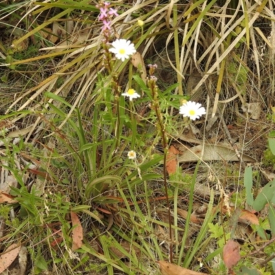 Unidentified Daisy at Brindabella, NSW - 22 Jan 2018 by Qwerty