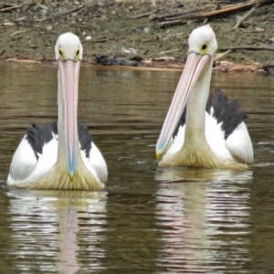 Pelecanus conspicillatus at Bonython, ACT - 22 Jan 2018 12:19 PM