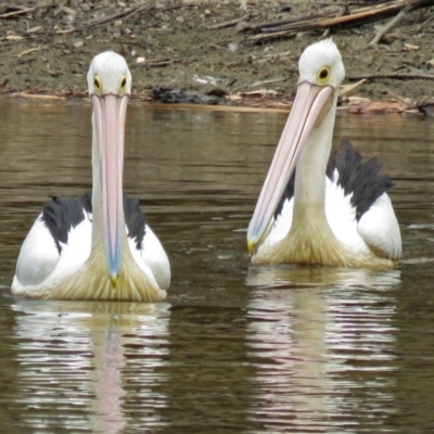 Pelecanus conspicillatus (Australian Pelican) at Bonython, ACT - 22 Jan 2018 by RodDeb