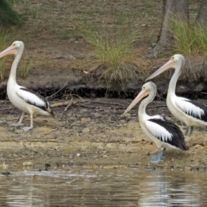 Pelecanus conspicillatus at Bonython, ACT - 22 Jan 2018 12:19 PM