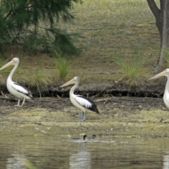 Pelecanus conspicillatus at Bonython, ACT - 22 Jan 2018 12:19 PM