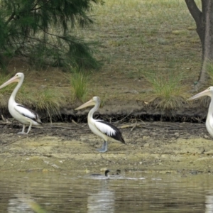 Pelecanus conspicillatus at Bonython, ACT - 22 Jan 2018