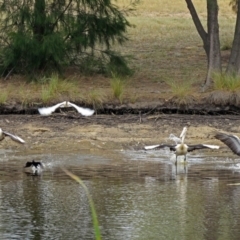 Pelecanus conspicillatus at Bonython, ACT - 22 Jan 2018 12:19 PM