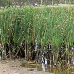 Typha sp. (Cumbungi) at Upper Stranger Pond - 22 Jan 2018 by RodDeb