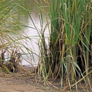 Typha sp. at Isabella Plains, ACT - 22 Jan 2018