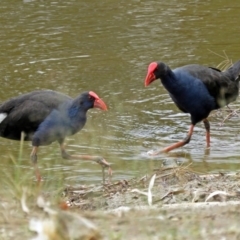 Porphyrio melanotus (Australasian Swamphen) at Isabella Plains, ACT - 22 Jan 2018 by RodDeb