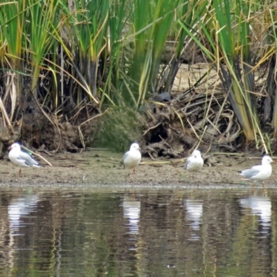 Chroicocephalus novaehollandiae (Silver Gull) at Upper Stranger Pond - 22 Jan 2018 by RodDeb