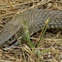 Pseudonaja textilis (Eastern Brown Snake) at Isabella Plains, ACT - 22 Jan 2018 by RodDeb