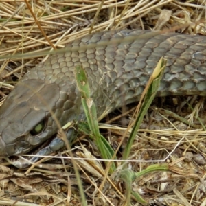 Pseudonaja textilis at Isabella Plains, ACT - 22 Jan 2018