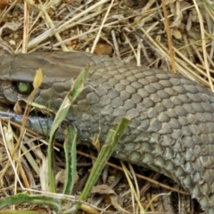 Pseudonaja textilis at Isabella Plains, ACT - 22 Jan 2018 12:26 PM