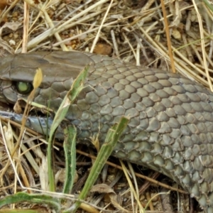 Pseudonaja textilis at Isabella Plains, ACT - 22 Jan 2018