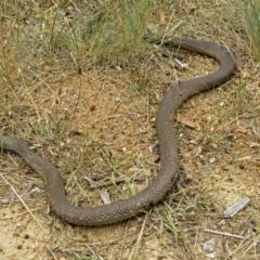 Pseudonaja textilis at Isabella Plains, ACT - 22 Jan 2018