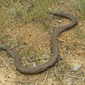 Pseudonaja textilis at Isabella Plains, ACT - 22 Jan 2018 12:26 PM