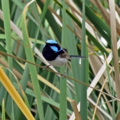 Malurus cyaneus (Superb Fairywren) at Isabella Plains, ACT - 22 Jan 2018 by RodDeb