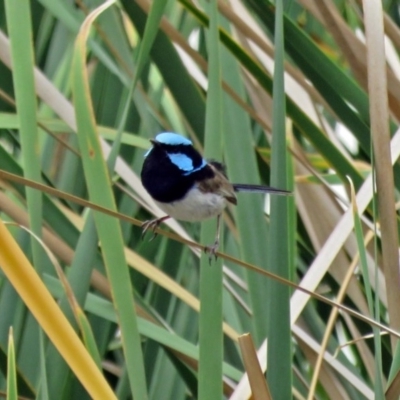 Malurus cyaneus (Superb Fairywren) at Isabella Plains, ACT - 22 Jan 2018 by RodDeb