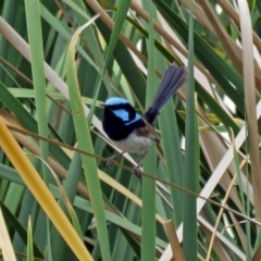 Malurus cyaneus at Isabella Plains, ACT - 22 Jan 2018 12:50 PM