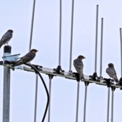 Hirundo neoxena (Welcome Swallow) at Isabella Plains, ACT - 22 Jan 2018 by RodDeb