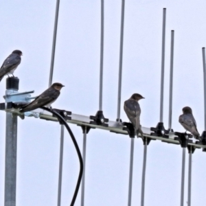 Hirundo neoxena at Isabella Plains, ACT - 22 Jan 2018