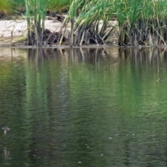 Hirundo neoxena at Isabella Plains, ACT - 22 Jan 2018