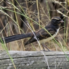 Rhipidura leucophrys (Willie Wagtail) at Isabella Plains, ACT - 22 Jan 2018 by RodDeb