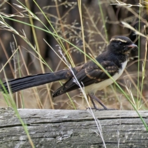 Rhipidura leucophrys at Isabella Plains, ACT - 22 Jan 2018 12:14 PM