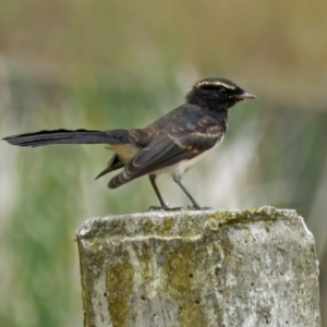 Rhipidura leucophrys at Isabella Plains, ACT - 22 Jan 2018 12:14 PM