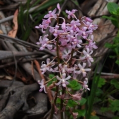 Dipodium roseum (Rosy Hyacinth Orchid) at Cotter River, ACT - 22 Jan 2018 by JohnBundock