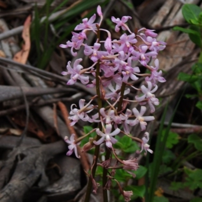 Dipodium roseum (Rosy Hyacinth Orchid) at Cotter River, ACT - 23 Jan 2018 by JohnBundock