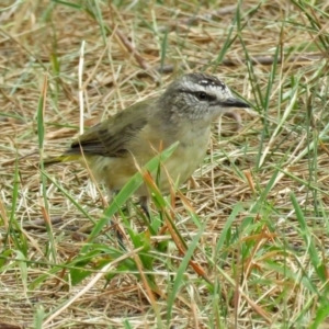 Acanthiza chrysorrhoa at Isabella Plains, ACT - 22 Jan 2018 12:09 PM