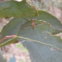 Leptotarsus (Macromastix) costalis (Common Brown Crane Fly) at Bimberi Nature Reserve - 22 Jan 2018 by Qwerty