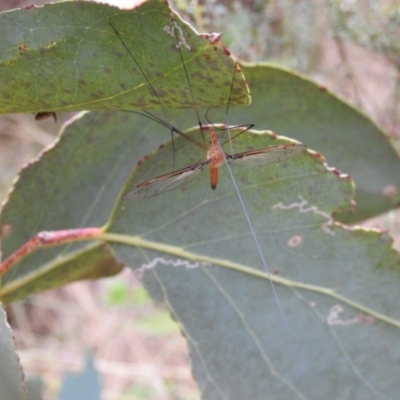 Leptotarsus (Macromastix) costalis (Common Brown Crane Fly) at Bimberi Nature Reserve - 22 Jan 2018 by Qwerty