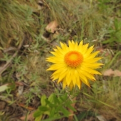 Xerochrysum subundulatum (Alpine Everlasting) at Bimberi Nature Reserve - 22 Jan 2018 by Qwerty