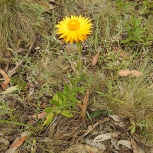 Xerochrysum subundulatum at Brindabella, NSW - 22 Jan 2018