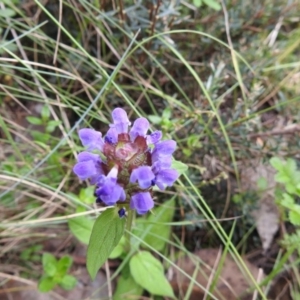 Prunella vulgaris at Brindabella, NSW - 22 Jan 2018