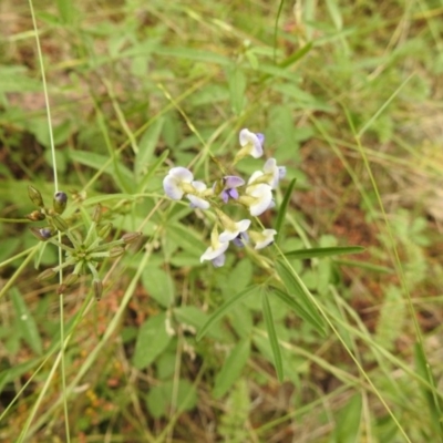 Glycine clandestina (Twining Glycine) at Brindabella, NSW - 22 Jan 2018 by Qwerty