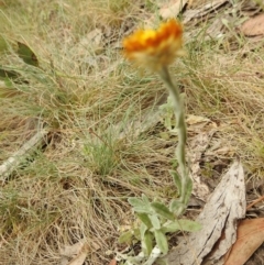 Xerochrysum subundulatum (Alpine Everlasting) at Brindabella, NSW - 22 Jan 2018 by Qwerty