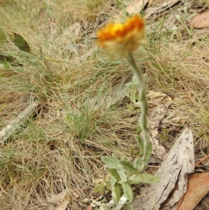 Xerochrysum subundulatum at Brindabella, NSW - 22 Jan 2018