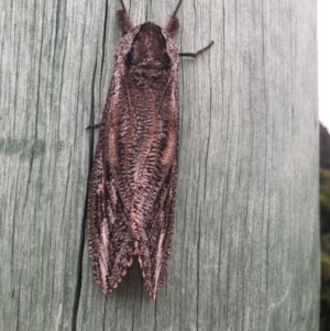 Endoxyla encalypti at Wolumla, NSW - 31 Dec 2017 04:31 PM