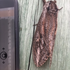 Endoxyla encalypti at Wolumla, NSW - 31 Dec 2017