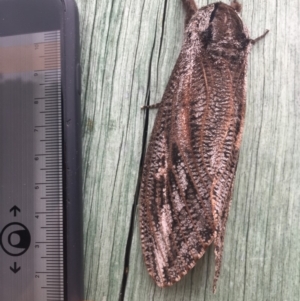 Endoxyla encalypti at Wolumla, NSW - 31 Dec 2017