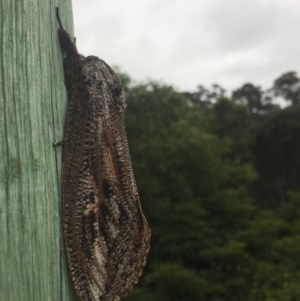 Endoxyla encalypti at Wolumla, NSW - 31 Dec 2017 04:31 PM