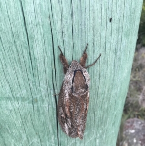 Endoxyla encalypti at Wolumla, NSW - 31 Dec 2017