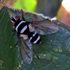 Trigonospila sp. (genus) (A Bristle Fly) at QPRC LGA - 21 Jan 2018 by Wandiyali