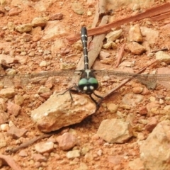 Eusynthemis guttata (Southern Tigertail) at Cotter River, ACT - 23 Jan 2018 by JohnBundock