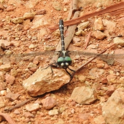 Eusynthemis guttata (Southern Tigertail) at Cotter River, ACT - 23 Jan 2018 by JohnBundock