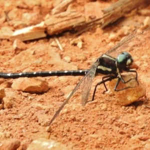 Eusynthemis guttata at Cotter River, ACT - 23 Jan 2018 08:51 AM